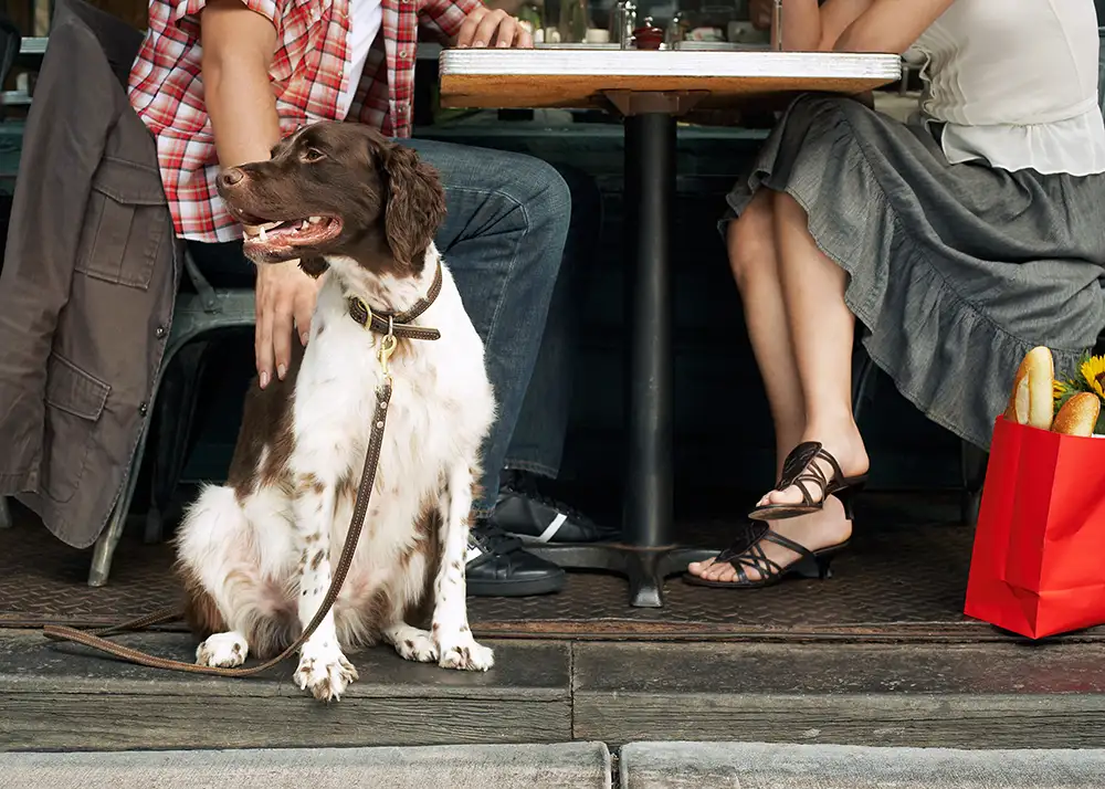 Tiefschnitt eines Paares mit Hund im Restaurant