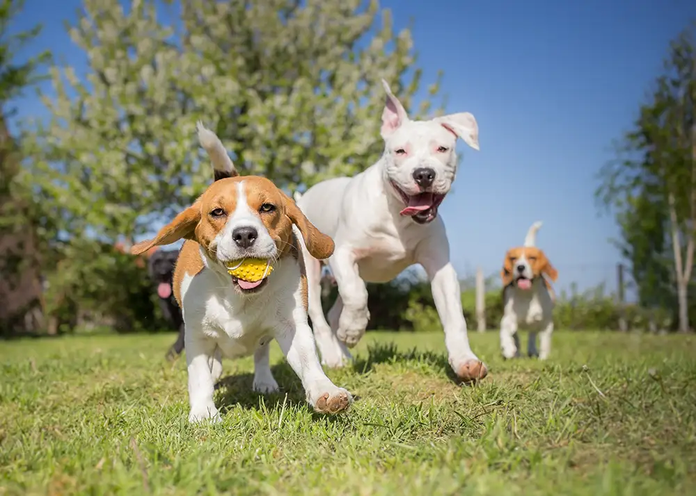 Eine Gruppe von Hunden läuft über den Rasen
