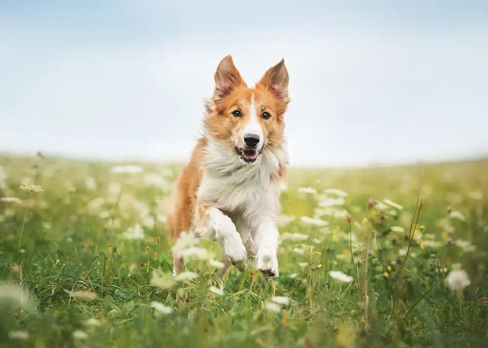 Roter Border Collie Hund läuft auf einer Wiese