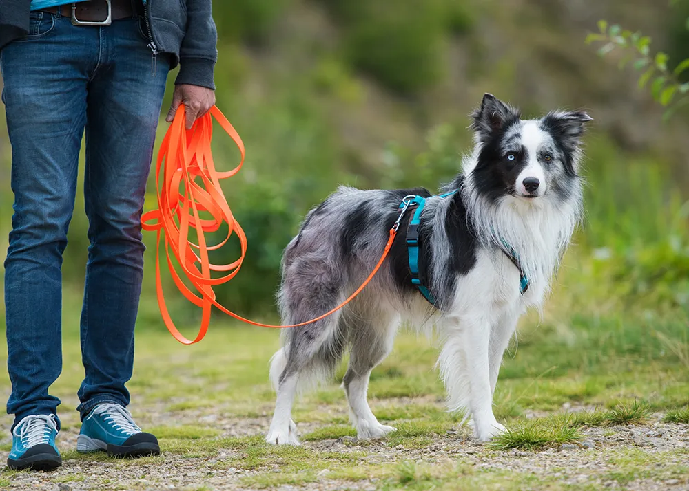 Border Collie an der Schleppleine