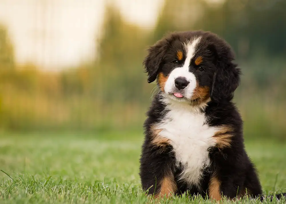 Berner Sennenhund Welpe in grünem Hintergrund