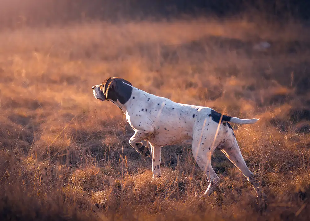 Deutscher Kurzhaarvorsteher Jagd